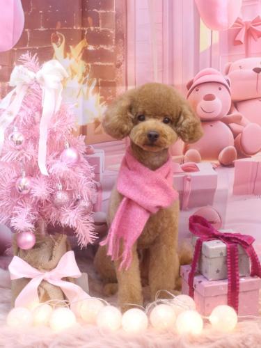 20241222まめくん